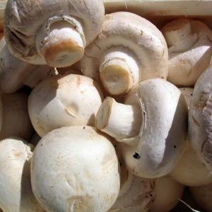 Daily's - Baby Mushroom