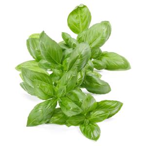 Basil