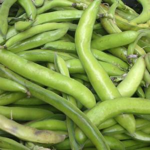 Produce - Bean Fava Broad