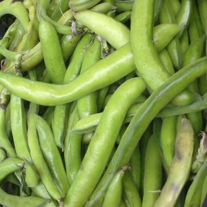 Bean Fava Broad