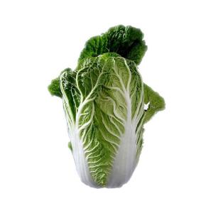 Produce - Cabbage Chinese