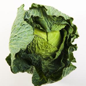 Cabbage Savoy