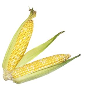 Fresh Produce - Corn Corn bi Color