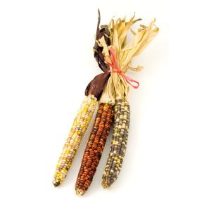 Corn Indian