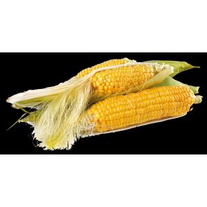 Corn Yellow