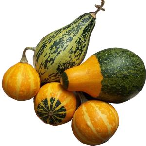 Fresh Produce - Gourd Ornamental