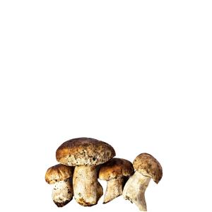 Fresh Produce - Grisette Mushrooms