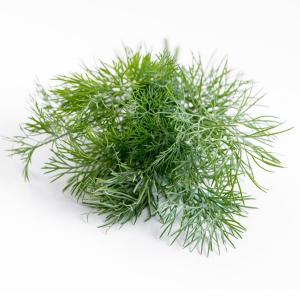 Fresh Herbs - Herbs Baby Dill