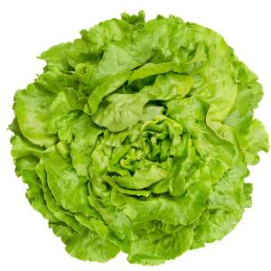 Fresh Produce - Hydro Boston Lettuce