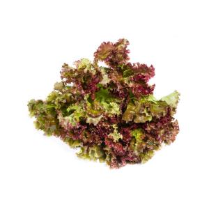 Fresh Produce - Lettuce Boston Red