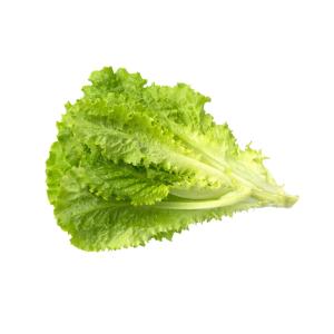 Fresh Produce - Lettuce Green Leaf Eastern