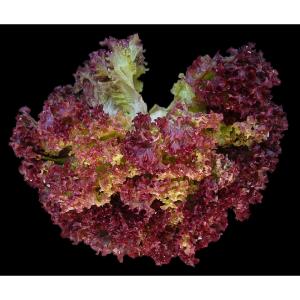 Fresh Produce - Lettuce Lollo Rossa