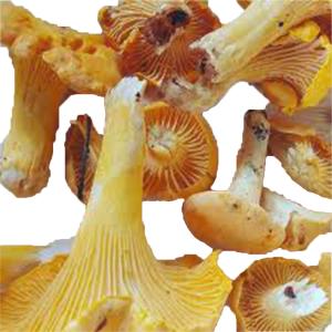 Fresh Produce - Mushroom Chanterelle