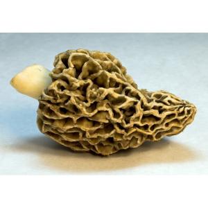 Fresh Produce - Mushroom Morel