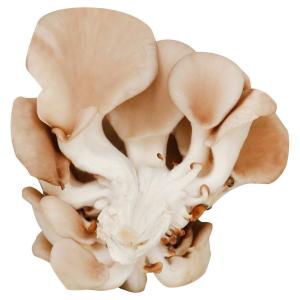 Fresh Produce - Mushroom Oyster