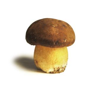 Fresh Produce - Mushrooms Portabello
