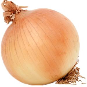 Fresh Produce - Onion Bulb