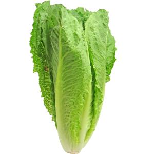 Fresh Produce - Organic Lettuce Romaine