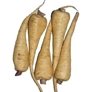 Fresh Produce - Parsnips Baby