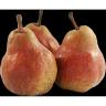Produce - Pear Red