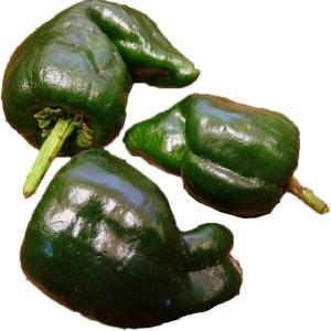 Fresh Produce - Pepper Pasilla Green