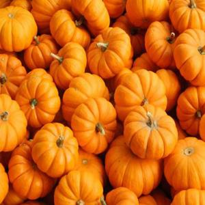 Fresh Produce - Pumpkins Mini