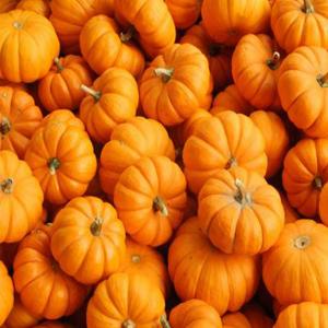 Produce - Pumpkins Mini