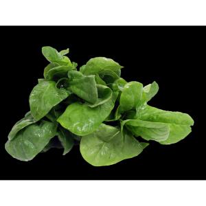 Fresh Produce - Spinach