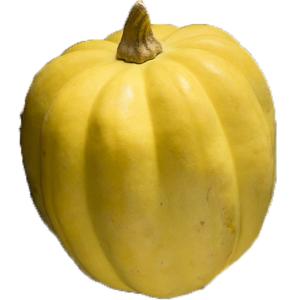 Fresh Produce - Squash Acorn Golden