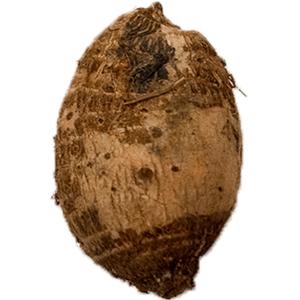 Tropical - Taro Root Large