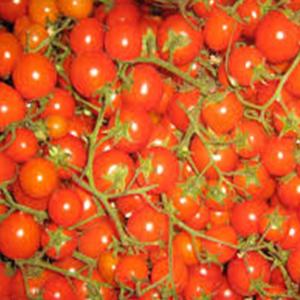 Fresh Produce - Tomato Cherry on the Vine