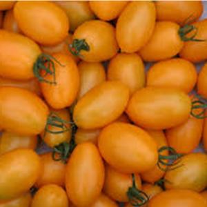 Fresh Produce - Tomato Plum Yellow