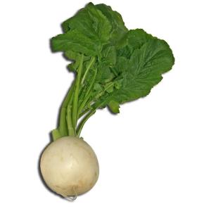 Fresh Produce - Turnip Purple Top